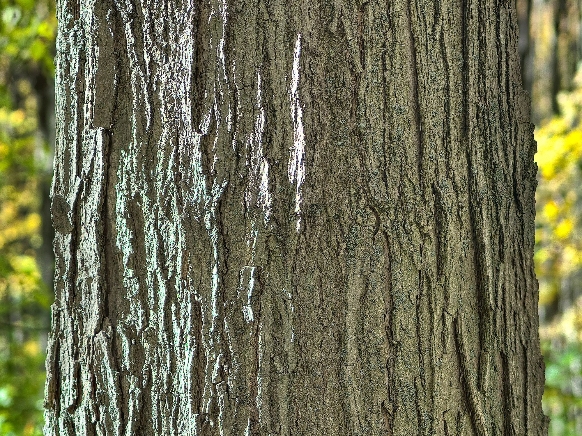 _BWA2470-P_2-P_4-P_6-P_8-P-P_1.jpg
