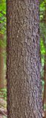Cherry_Tree_1896_FLAT_TWO.jpg