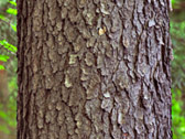 Cherry_Tree_1896_FLAT_TWO_1.jpg