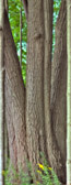 _BWA2013-P_Flat_plus_ContMast.jpg