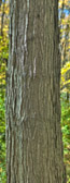 _BWA2470-P_2-P_4-P_6-P_8-P-P.jpg